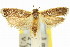  ( - 11ANIC-14786)  @11 [ ] CreativeCommons - Attribution (2011) ANIC/CBG Photography Group Centre for Biodiversity Genomics
