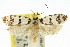  ( - 11ANIC-14791)  @11 [ ] CreativeCommons - Attribution (2011) ANIC/CBG Photography Group Centre for Biodiversity Genomics