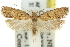  ( - 11ANIC-14828)  @11 [ ] CreativeCommons - Attribution (2011) ANIC/CBG Photography Group Centre for Biodiversity Genomics