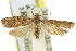  ( - 11ANIC-14830)  @11 [ ] CreativeCommons - Attribution (2011) ANIC/CBG Photography Group Centre for Biodiversity Genomics