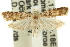  ( - 11ANIC-14832)  @14 [ ] CreativeCommons - Attribution (2011) ANIC/CBG Photography Group Centre for Biodiversity Genomics