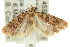  ( - 11ANIC-14833)  @12 [ ] CreativeCommons - Attribution (2011) ANIC/CBG Photography Group Centre for Biodiversity Genomics