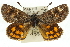  ( - 11ANIC-14874)  @11 [ ] CreativeCommons - Attribution (2011) ANIC/CBG Photography Group Centre for Biodiversity Genomics