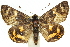  ( - 11ANIC-14881)  @13 [ ] CreativeCommons - Attribution (2011) ANIC/CBG Photography Group Centre for Biodiversity Genomics
