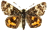  ( - 11ANIC-14882)  @12 [ ] CreativeCommons - Attribution (2011) ANIC/CBG Photography Group Centre for Biodiversity Genomics
