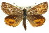  ( - 11ANIC-14931)  @13 [ ] CreativeCommons - Attribution (2011) ANIC/CBG Photography Group Centre for Biodiversity Genomics