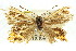  ( - 11ANIC-14933)  @12 [ ] CreativeCommons - Attribution (2011) ANIC/CBG Photography Group Centre for Biodiversity Genomics