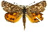  ( - 11ANIC-14936)  @13 [ ] CreativeCommons - Attribution (2011) ANIC/CBG Photography Group Centre for Biodiversity Genomics