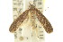 ( - 11ANIC-14983)  @13 [ ] CreativeCommons - Attribution (2011) ANIC/CBG Photography Group Centre for Biodiversity Genomics