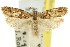  ( - 11ANIC-15000)  @11 [ ] CreativeCommons - Attribution (2011) ANIC/CBG Photography Group Centre for Biodiversity Genomics