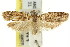  ( - 11ANIC-15001)  @11 [ ] CreativeCommons - Attribution (2011) ANIC/CBG Photography Group Centre for Biodiversity Genomics