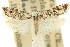  (Hemiarcha bleptodes - 11ANIC-15022)  @11 [ ] CreativeCommons - Attribution (2011) ANIC/CBG Photography Group Centre for Biodiversity Genomics