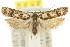  ( - 11ANIC-15026)  @11 [ ] CreativeCommons - Attribution (2011) ANIC/CBG Photography Group Centre for Biodiversity Genomics