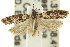  ( - 11ANIC-15029)  @13 [ ] CreativeCommons - Attribution (2011) ANIC/CBG Photography Group Centre for Biodiversity Genomics