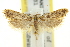  (Hemiarcha thermochroa - 11ANIC-15030)  @15 [ ] CreativeCommons - Attribution (2011) ANIC/CBG Photography Group Centre for Biodiversity Genomics