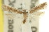  (Sphaleractis epiclysta - 11ANIC-15052)  @11 [ ] CreativeCommons - Attribution (2011) ANIC/CBG Photography Group Centre for Biodiversity Genomics