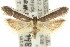  ( - 11ANIC-15059)  @11 [ ] CreativeCommons - Attribution (2011) ANIC/CBG Photography Group Centre for Biodiversity Genomics