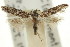  ( - 11ANIC-15088)  @11 [ ] CreativeCommons - Attribution (2011) ANIC/CBG Photography Group Centre for Biodiversity Genomics