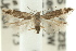  ( - 11ANIC-15105)  @13 [ ] CreativeCommons - Attribution (2011) ANIC/CBG Photography Group Centre for Biodiversity Genomics