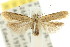  ( - 11ANIC-15157)  @12 [ ] CreativeCommons - Attribution (2011) ANIC/CBG Photography Group Centre for Biodiversity Genomics