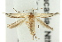  ( - 11ANIC-15166)  @11 [ ] CreativeCommons - Attribution (2011) ANIC/CBG Photography Group Centre for Biodiversity Genomics