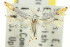  ( - 11ANIC-15172)  @11 [ ] CreativeCommons - Attribution (2011) ANIC/CBG Photography Group Centre for Biodiversity Genomics