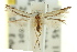  ( - 11ANIC-15198)  @11 [ ] CreativeCommons - Attribution (2011) ANIC/CBG Photography Group Centre for Biodiversity Genomics