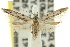  ( - 11ANIC-15203)  @13 [ ] CreativeCommons - Attribution (2011) ANIC/CBG Photography Group Centre for Biodiversity Genomics