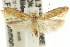  (Scrobipalpa aptatella - 11ANIC-15248)  @13 [ ] CreativeCommons - Attribution (2011) ANIC/CBG Photography Group Centre for Biodiversity Genomics