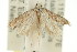  ( - 11ANIC-15250)  @12 [ ] CreativeCommons - Attribution (2011) ANIC/CBG Photography Group Centre for Biodiversity Genomics