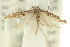  (Scrobipalpa pyrrhanthes - 11ANIC-15256)  @13 [ ] CreativeCommons - Attribution (2011) ANIC/CBG Photography Group Centre for Biodiversity Genomics
