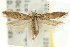  ( - 11ANIC-15257)  @11 [ ] CreativeCommons - Attribution (2011) ANIC/CBG Photography Group Centre for Biodiversity Genomics