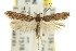  ( - 11ANIC-15258)  @12 [ ] CreativeCommons - Attribution (2011) ANIC/CBG Photography Group Centre for Biodiversity Genomics