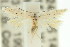  (Ephysteris silignitis - 11ANIC-15278)  @14 [ ] CreativeCommons - Attribution (2011) ANIC/CBG Photography Group Centre for Biodiversity Genomics