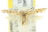  ( - 11ANIC-15284)  @14 [ ] CreativeCommons - Attribution (2011) ANIC/CBG Photography Group Centre for Biodiversity Genomics