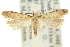  (Gelechia anthochra - 11ANIC-15286)  @11 [ ] CreativeCommons - Attribution (2011) ANIC/CBG Photography Group Centre for Biodiversity Genomics