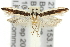  ( - 11ANIC-15303)  @14 [ ] CreativeCommons - Attribution (2011) ANIC/CBG Photography Group Centre for Biodiversity Genomics