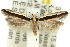  (Macrenches - 11ANIC-15305)  @15 [ ] CreativeCommons - Attribution (2011) ANIC/CBG Photography Group Centre for Biodiversity Genomics