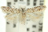  ( - 11ANIC-15317)  @11 [ ] CreativeCommons - Attribution (2011) ANIC/CBG Photography Group Centre for Biodiversity Genomics