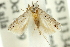  (Scrobipalpa sp. ANIC2 - 11ANIC-15320)  @14 [ ] CreativeCommons - Attribution (2011) ANIC/CBG Photography Group Centre for Biodiversity Genomics