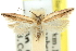  ( - 11ANIC-15335)  @11 [ ] CreativeCommons - Attribution (2011) ANIC/CBG Photography Group Centre for Biodiversity Genomics