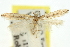  ( - 11ANIC-15337)  @11 [ ] CreativeCommons - Attribution (2011) ANIC/CBG Photography Group Centre for Biodiversity Genomics