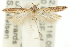  ( - 11ANIC-15342)  @12 [ ] CreativeCommons - Attribution (2011) ANIC/CBG Photography Group Centre for Biodiversity Genomics
