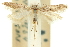  ( - 11ANIC-15356)  @11 [ ] CreativeCommons - Attribution (2011) ANIC/CBG Photography Group Centre for Biodiversity Genomics