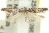  ( - 11ANIC-15368)  @11 [ ] CreativeCommons - Attribution (2011) ANIC/CBG Photography Group Centre for Biodiversity Genomics