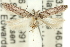  ( - 11ANIC-15369)  @12 [ ] CreativeCommons - Attribution (2011) ANIC/CBG Photography Group Centre for Biodiversity Genomics