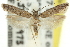  ( - 11ANIC-15376)  @11 [ ] CreativeCommons - Attribution (2011) ANIC/CBG Photography Group Centre for Biodiversity Genomics