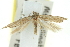  ( - 11ANIC-15397)  @11 [ ] CreativeCommons - Attribution (2011) ANIC/CBG Photography Group Centre for Biodiversity Genomics