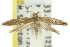  ( - 11ANIC-15402)  @11 [ ] CreativeCommons - Attribution (2011) ANIC/CBG Photography Group Centre for Biodiversity Genomics