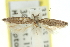  ( - 11ANIC-15403)  @11 [ ] CreativeCommons - Attribution (2011) ANIC/CBG Photography Group Centre for Biodiversity Genomics